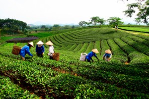 Thái Nguyên: Huy động trên 23,6 nghìn tỷ đng xây dựng nông thôn mới 